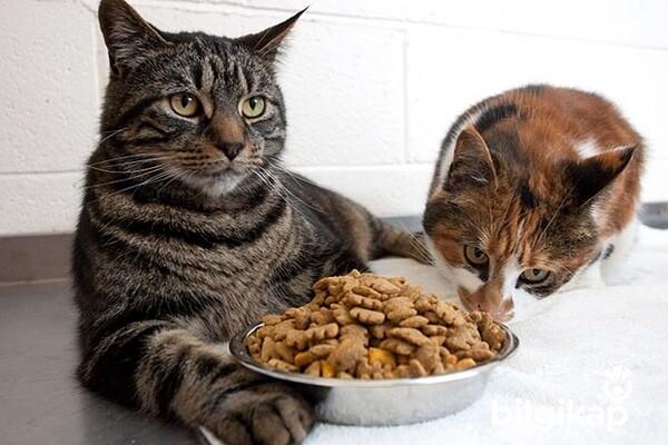 Kedi Maması Seçimi Nasıl Olmalıdır?  Evcil Hayvanlar Kedi Bakımı
